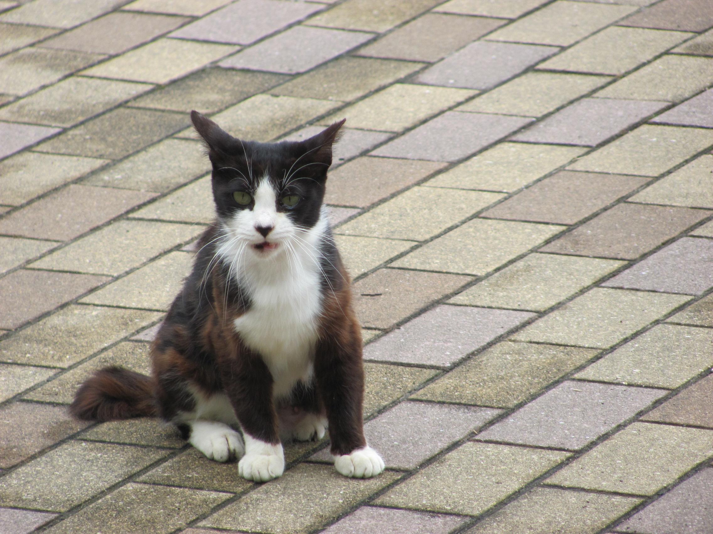 猫の怒り顔の無料写真