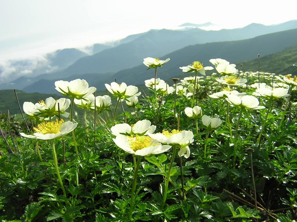 白い花の無料写真