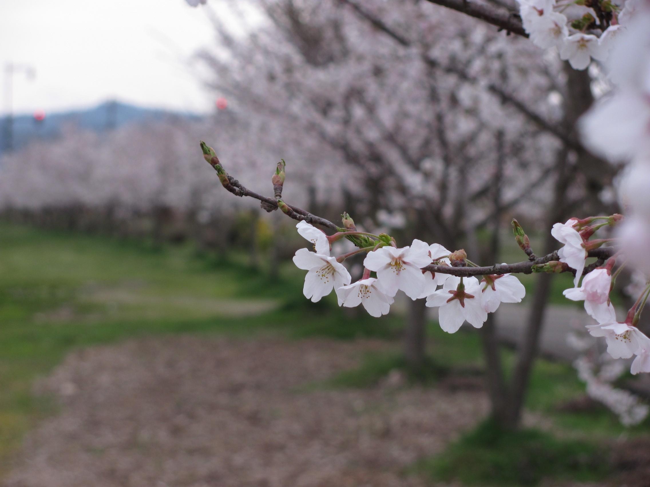 桜の無料写真