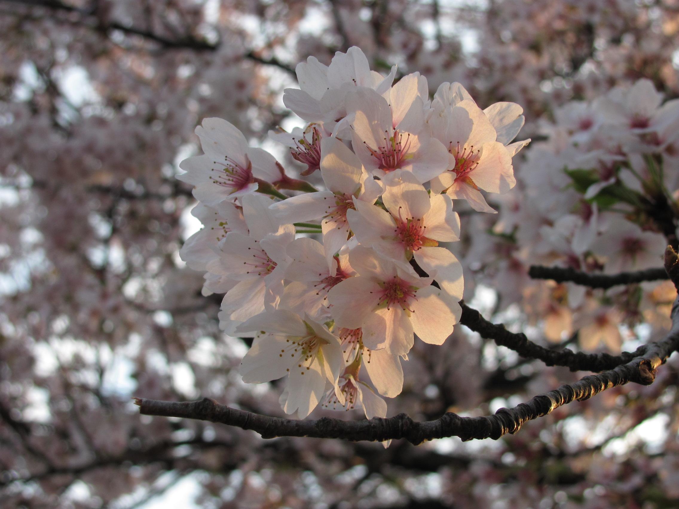 桜の無料写真