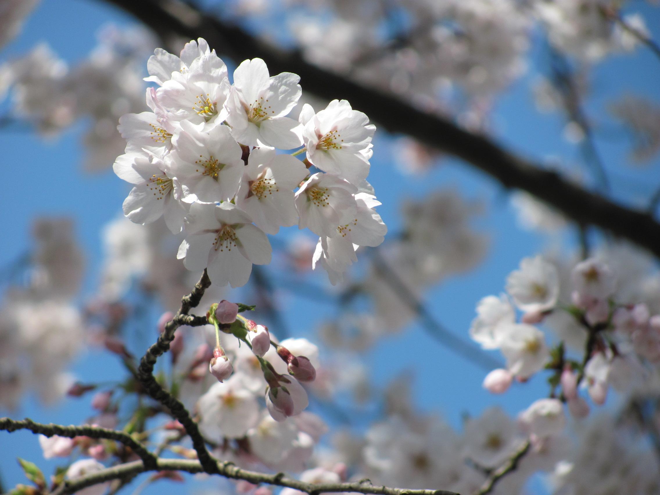 桜のアップの無料写真