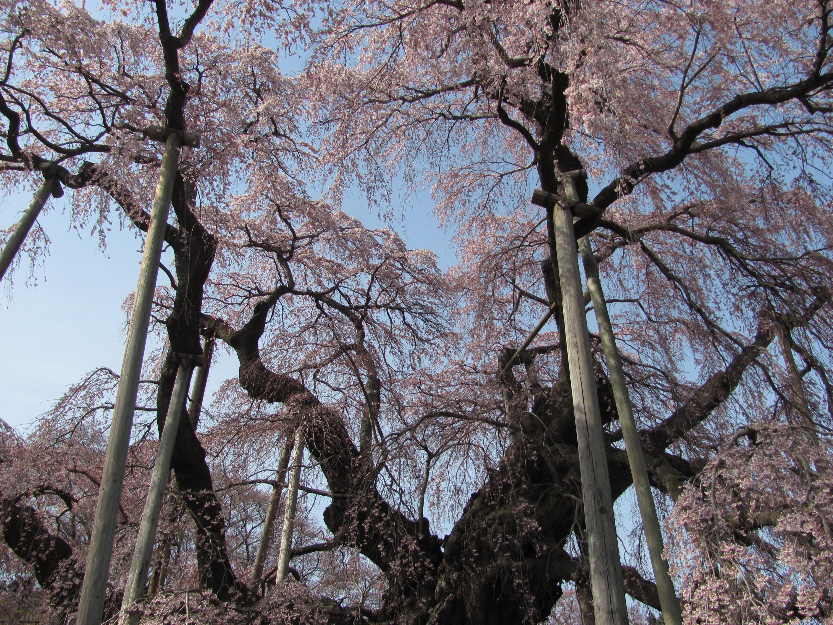 三春滝桜の無料写真