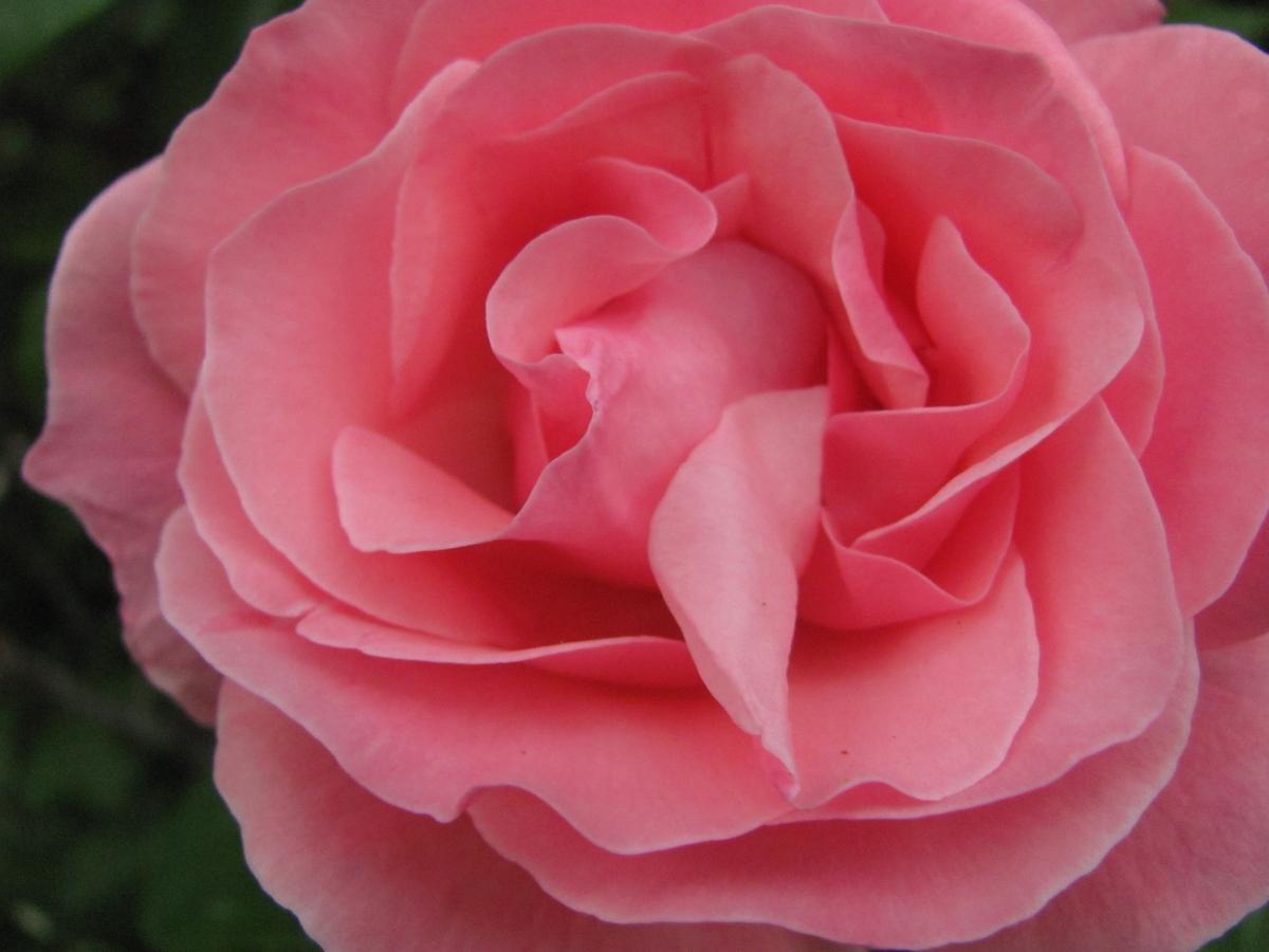 ピンクのバラの無料写真