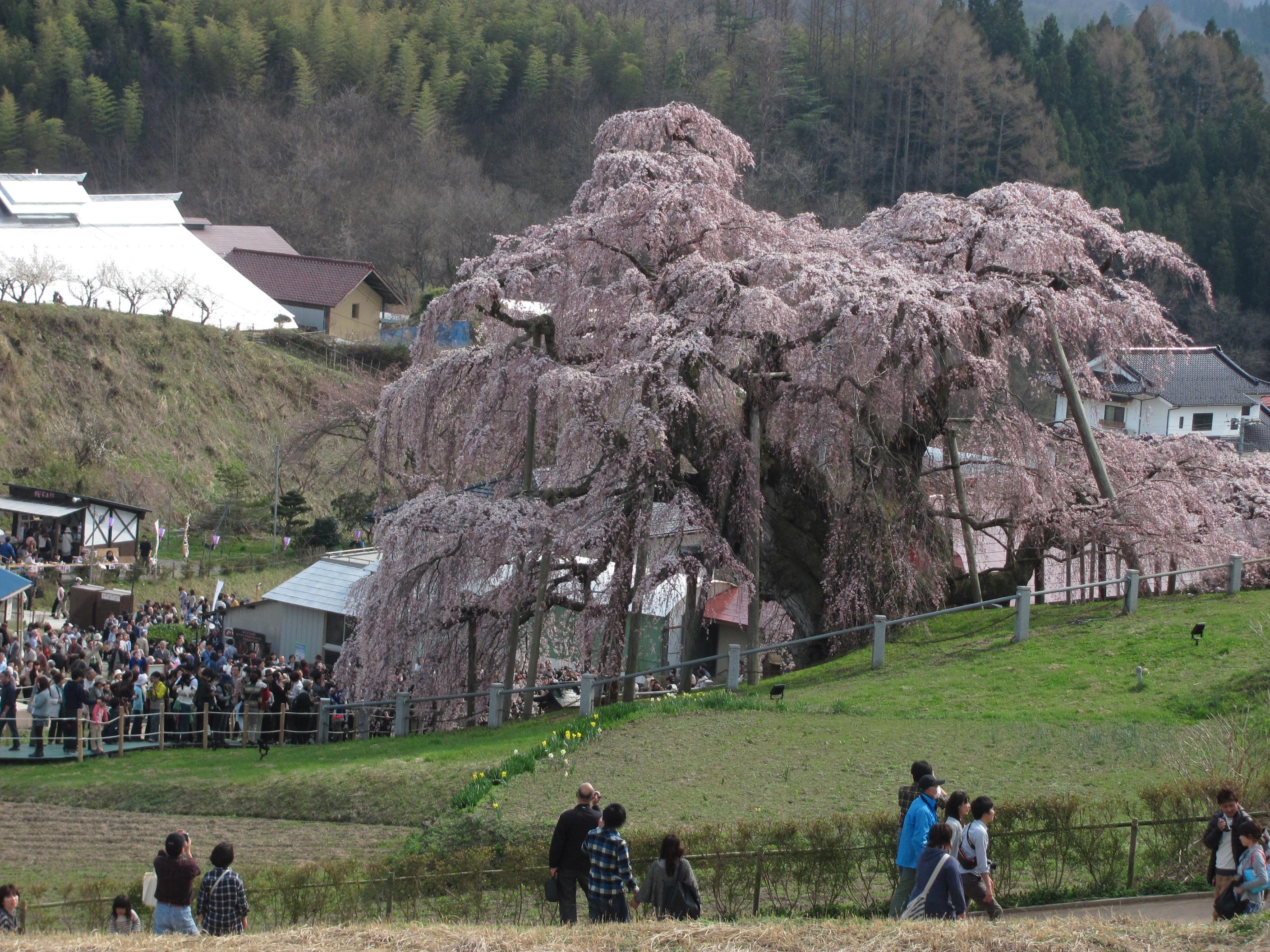 三春滝桜その２の無料写真