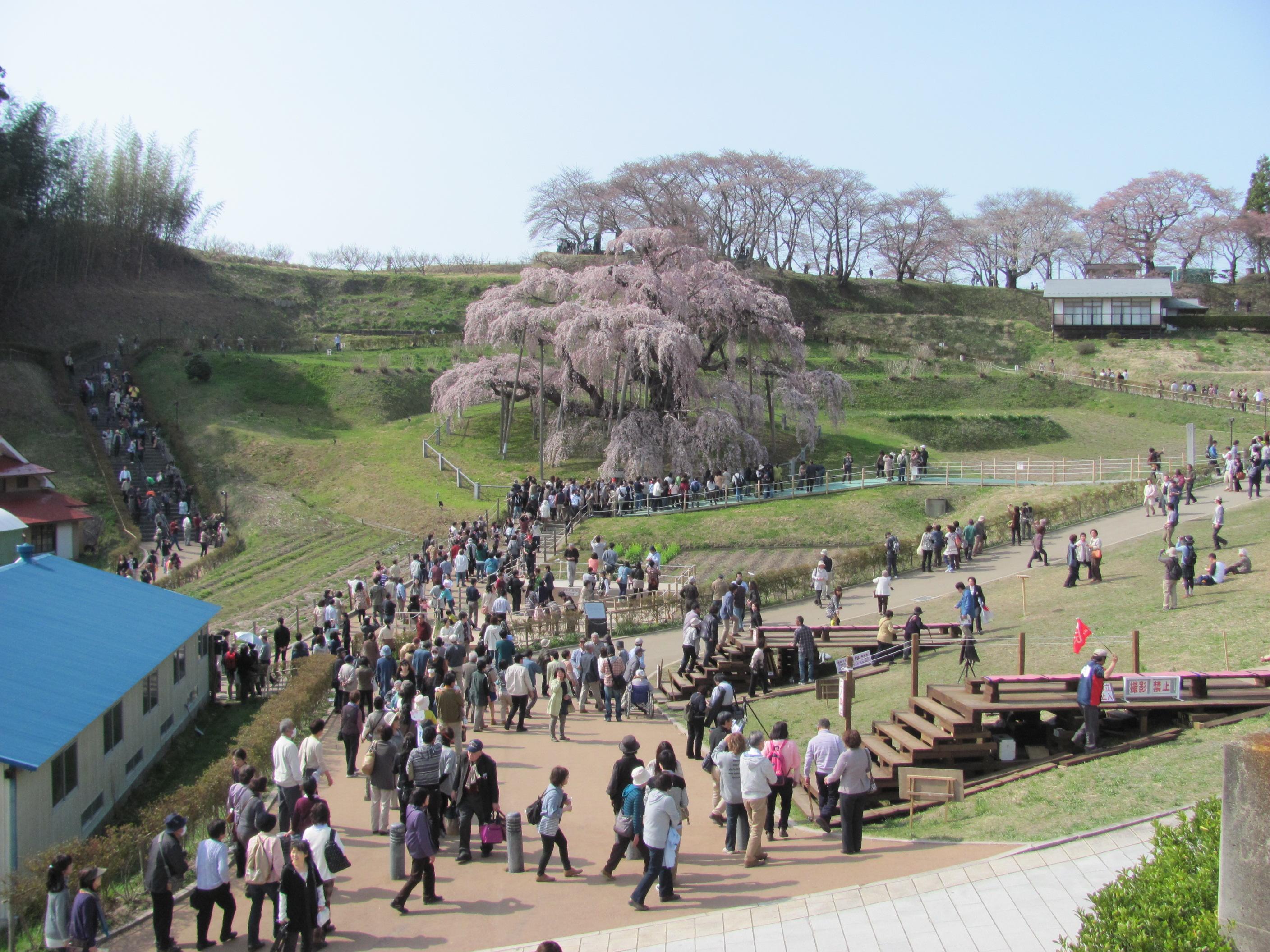 三春滝桜（遠景）の無料写真